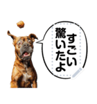 犬ミームで遊ぼう。（個別スタンプ：18）