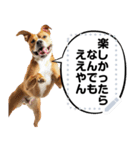 犬ミームで遊ぼう。（個別スタンプ：19）