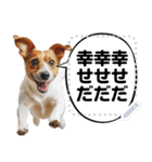 犬ミームで遊ぼう。（個別スタンプ：20）