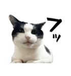 猫の実写スタンプ。みつお と ふう。猫の日（個別スタンプ：7）