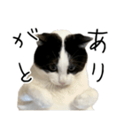 猫の実写スタンプ。みつお と ふう。猫の日（個別スタンプ：9）