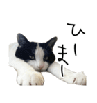 猫の実写スタンプ。みつお と ふう。猫の日（個別スタンプ：31）