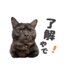 黒猫ちゃん関西弁＆猫語、毎日スタンプ（個別スタンプ：5）