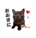 黒猫ちゃん関西弁＆猫語、毎日スタンプ（個別スタンプ：7）
