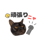 黒猫ちゃん関西弁＆猫語、毎日スタンプ（個別スタンプ：11）