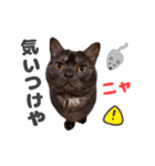 黒猫ちゃん関西弁＆猫語、毎日スタンプ（個別スタンプ：12）