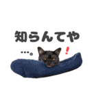 黒猫ちゃん関西弁＆猫語、毎日スタンプ（個別スタンプ：18）