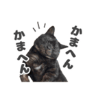 黒猫ちゃん関西弁＆猫語、毎日スタンプ（個別スタンプ：20）