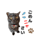 黒猫ちゃん関西弁＆猫語、毎日スタンプ（個別スタンプ：27）