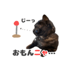 黒猫ちゃん関西弁＆猫語、毎日スタンプ（個別スタンプ：28）