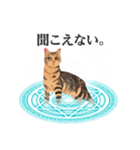 ずっと使える召喚された猫（個別スタンプ：39）