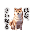 関西弁でなんか言ってる柴犬（個別スタンプ：16）