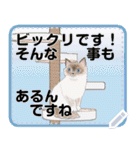 キャッツセンス メッセ―ジ（個別スタンプ：14）