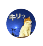 エキゾチックショートヘア マロちゃん（個別スタンプ：3）