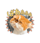 エキゾチックショートヘア マロちゃん（個別スタンプ：5）