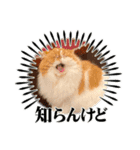 エキゾチックショートヘア マロちゃん（個別スタンプ：7）
