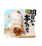 エキゾチックショートヘア マロちゃん（個別スタンプ：8）