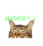 猫さん(圧力編)（個別スタンプ：2）