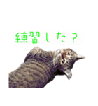 猫さん(圧力編)（個別スタンプ：3）