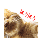 猫さん(圧力編)（個別スタンプ：5）