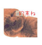 猫さん(圧力編)（個別スタンプ：6）