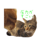 猫さん(圧力編)（個別スタンプ：7）