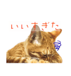 猫さん(圧力編)（個別スタンプ：8）