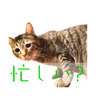 猫さん(圧力編)（個別スタンプ：9）