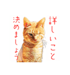 猫さん(圧力編)（個別スタンプ：14）