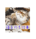 猫さん(圧力編)（個別スタンプ：24）