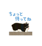 靴下ぽてねこ◎動くスタンプ（個別スタンプ：16）