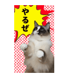 【Big】見やすい！使える☆もふ猫スタンプ（個別スタンプ：22）