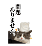 【Big】見やすい！使える☆もふ猫スタンプ（個別スタンプ：38）