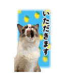 【Big】見やすい！使える☆もふ猫スタンプ（個別スタンプ：40）