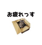 猫の日なのでやりたい放題 ハード編（個別スタンプ：6）