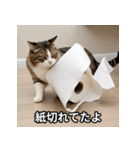 面白い猫ミームスタンプ【家事・主婦】（個別スタンプ：15）