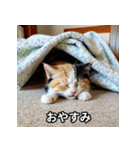 面白い猫ミームスタンプ【家事・主婦】（個別スタンプ：34）