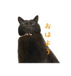 黒猫うにのスタンプ（個別スタンプ：1）