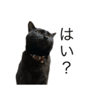 黒猫うにのスタンプ（個別スタンプ：4）
