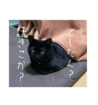 黒猫うにのスタンプ（個別スタンプ：5）