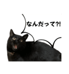 黒猫うにのスタンプ（個別スタンプ：7）