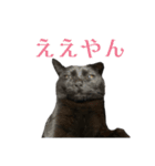 黒猫うにのスタンプ（個別スタンプ：13）