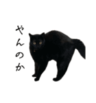 黒猫うにのスタンプ（個別スタンプ：14）
