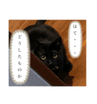黒猫うにのスタンプ（個別スタンプ：18）