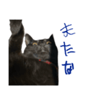 黒猫うにのスタンプ（個別スタンプ：19）