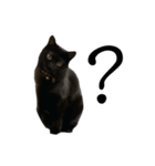 黒猫うにのスタンプ（個別スタンプ：20）