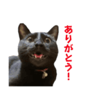 黒猫うにのスタンプ（個別スタンプ：30）