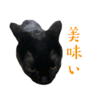 黒猫うにのスタンプ（個別スタンプ：33）