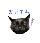 黒猫うにのスタンプ（個別スタンプ：36）