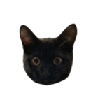 黒猫うにのスタンプ（個別スタンプ：38）